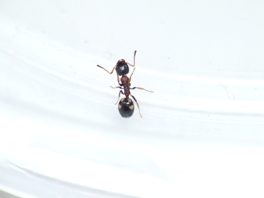 Dolichoderus quadripunctatus - négypettyes erdeihangya