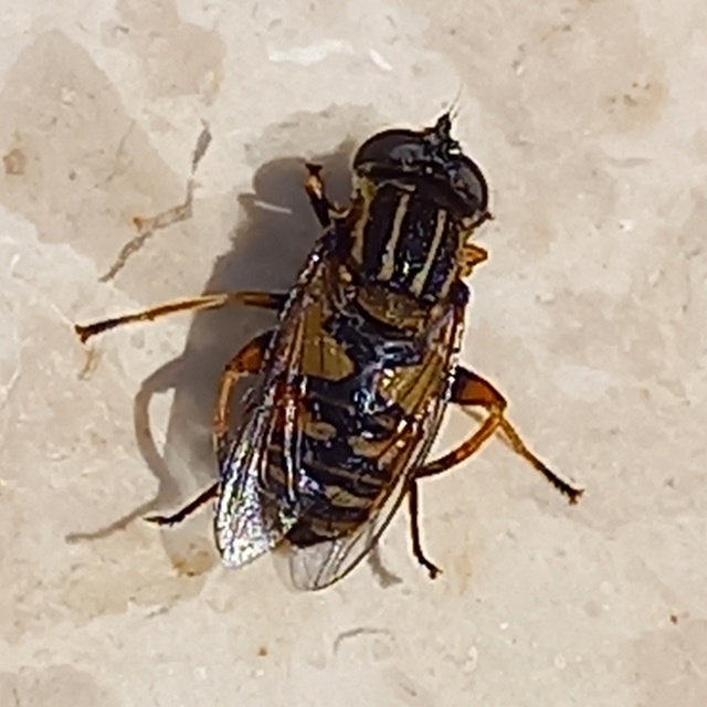 Helophilus pendulus - közönséges mocsárilégy