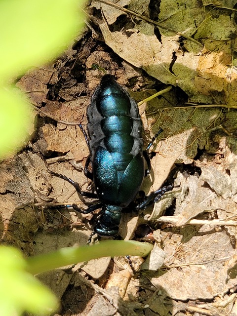 Meloe violaceus - kék nünüke