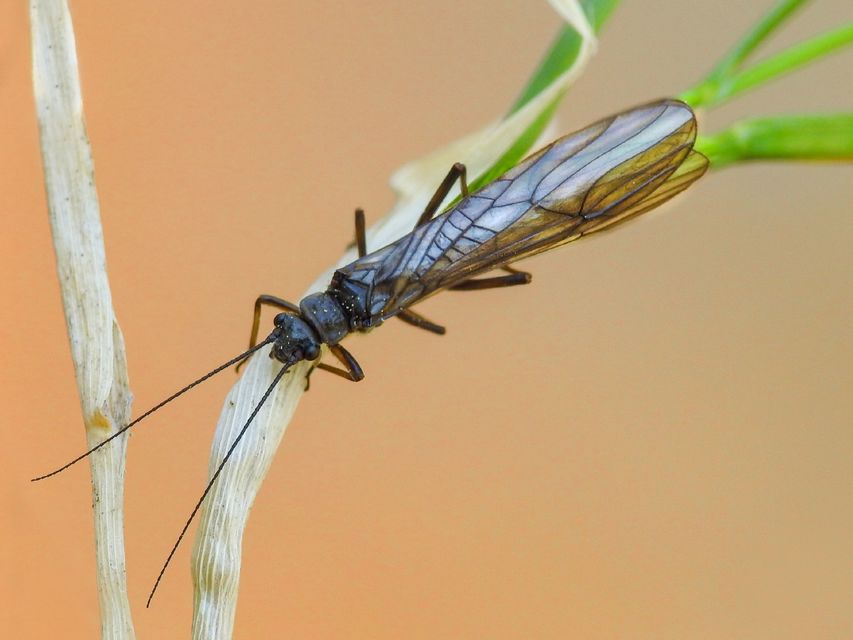 Plecoptera - Álkérészek