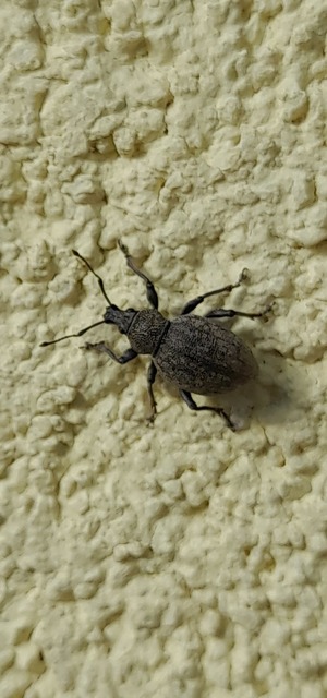Otiorhynchus ligustici - vincellér-gyalogormányos