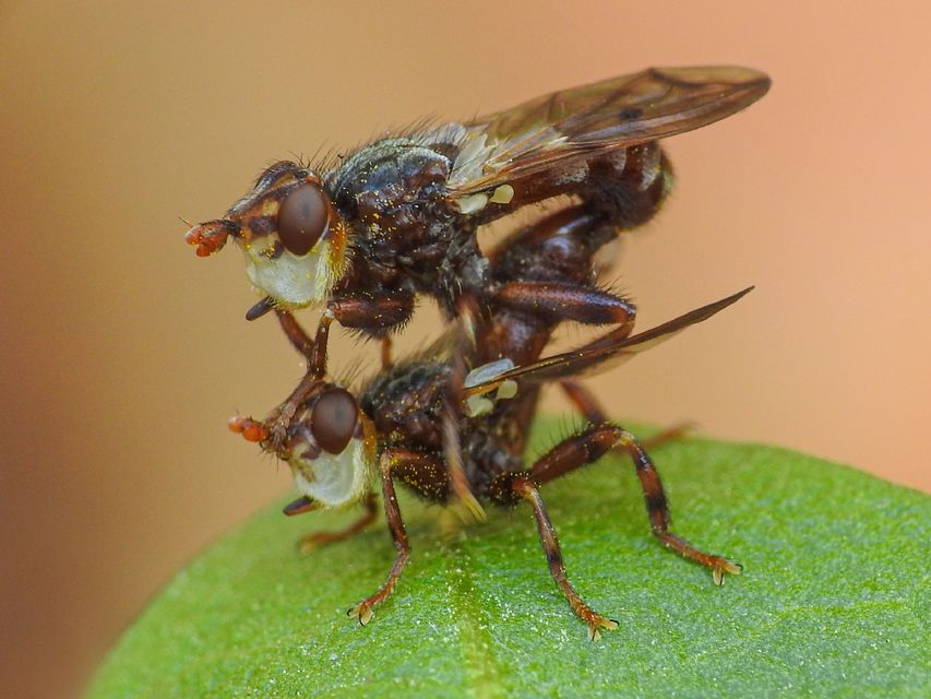 Myopa