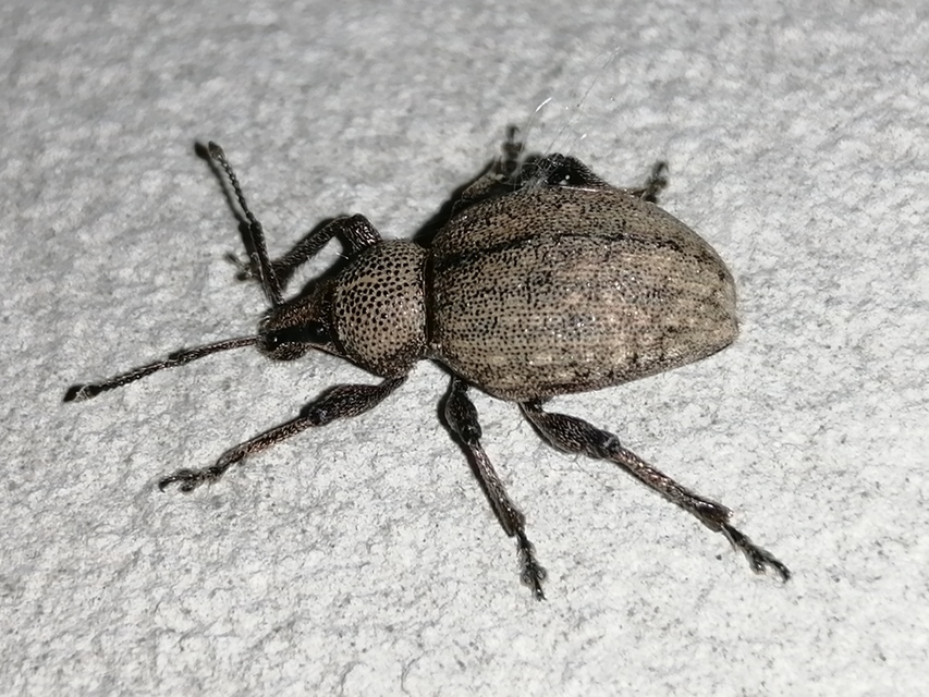 Otiorhynchus ligustici - vincellér-gyalogormányos