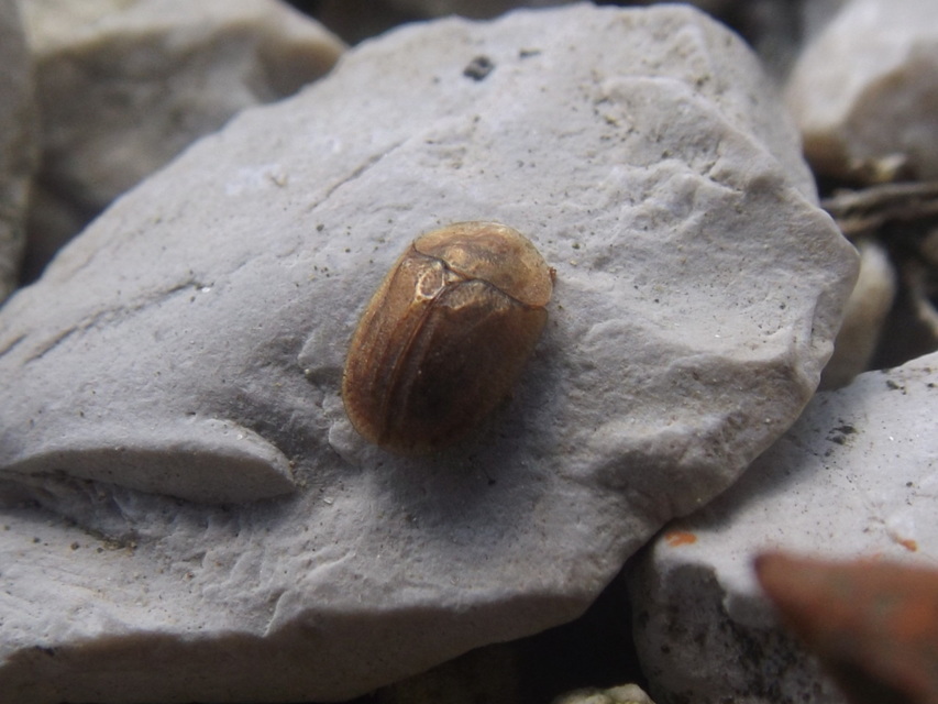 Hypocassida