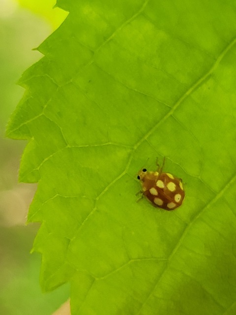 Vibidia duodecimguttata - tizenkétcseppes füsskata