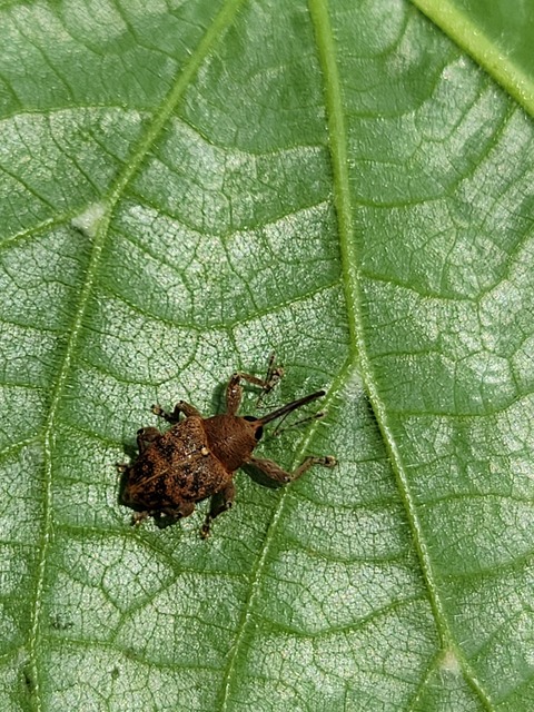 Curculio glandium - tölgymakkzsuzsóka
