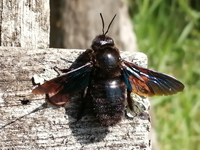 Xylocopa violacea - kék fadongó