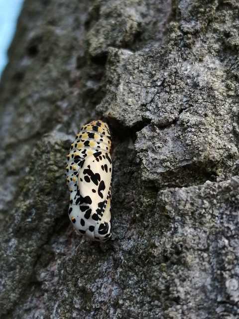 Euphydryas maturna - díszes tarkalepke