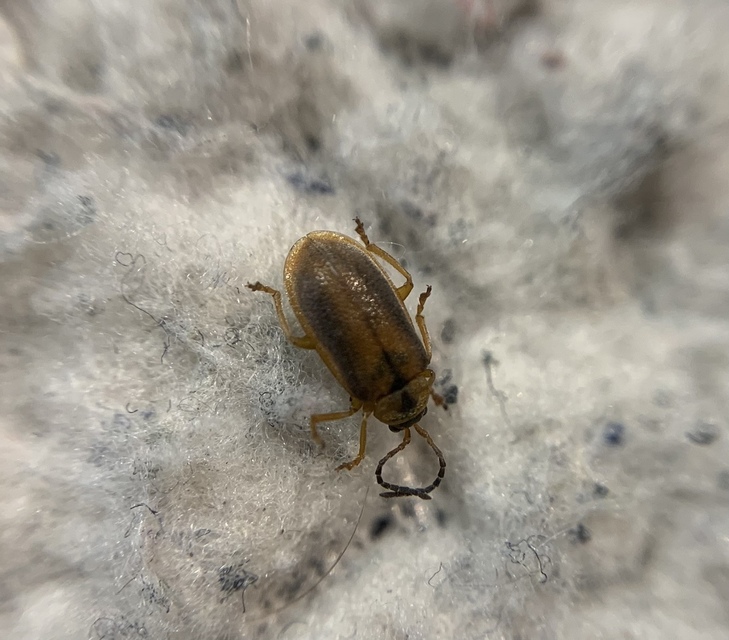 Galerucella calmariensis