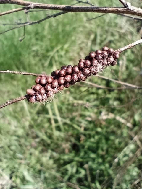 Saturnia pavoniella/pavonia
