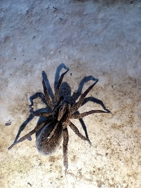 Trochosa