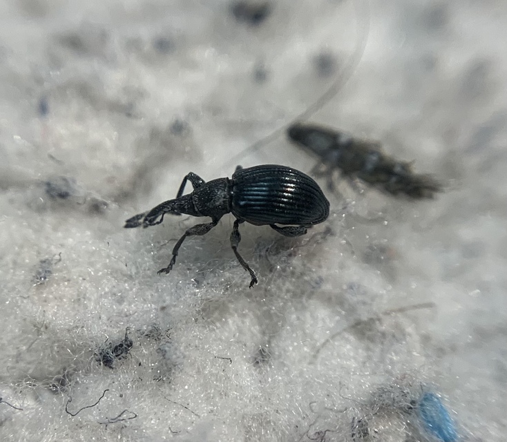 Aspidapion validum - magaspajzsocskájú cickányormányos
