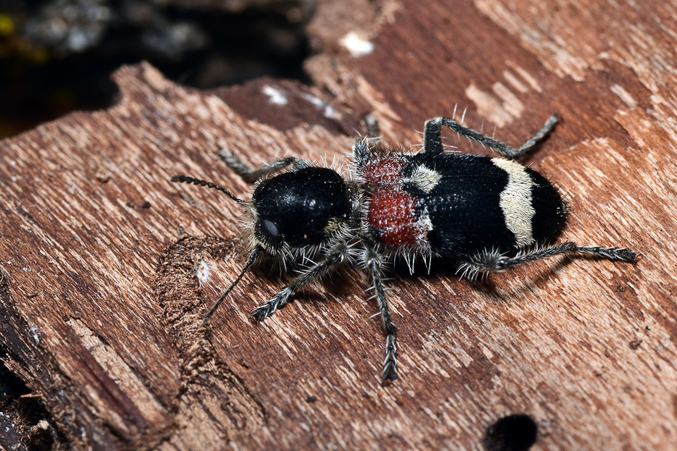 Clerus mutillarius - feketenyakú szúfarkas