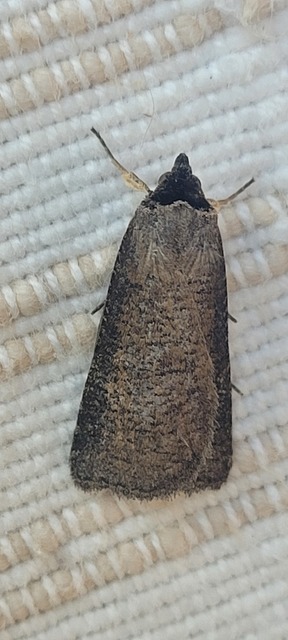 Lygephila procax - fekete csüdfűbagoly