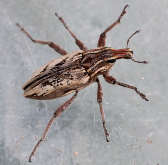 Coniocleonus nigrosuturatus - nyíljegyes barkó