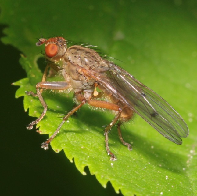 Scathophaga
