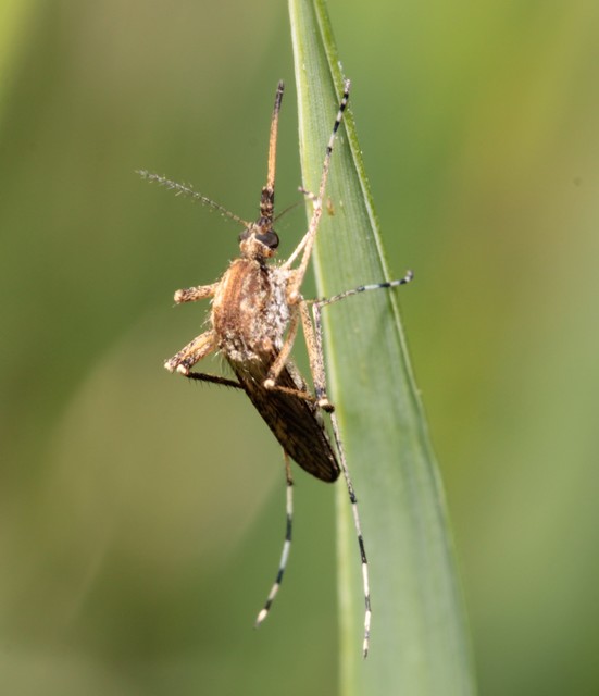 Culicidae - csípőszúnyogok