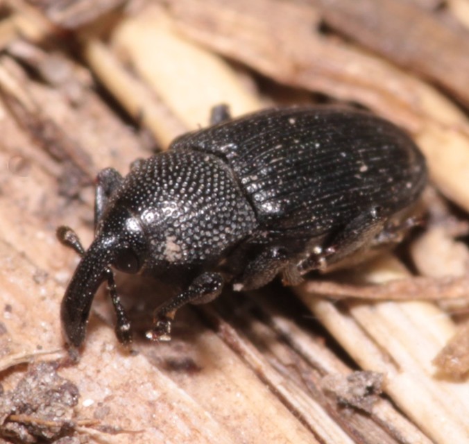 Baris artemisiae - feketeüröm báris