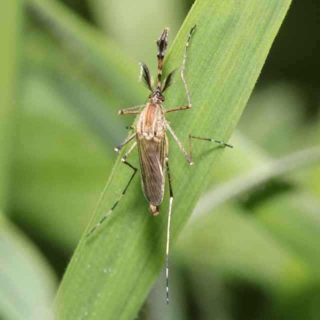 Culicidae - csípőszúnyogok