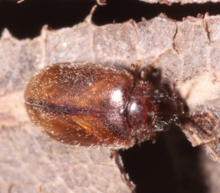 Scirtidae - rétbogárfélék