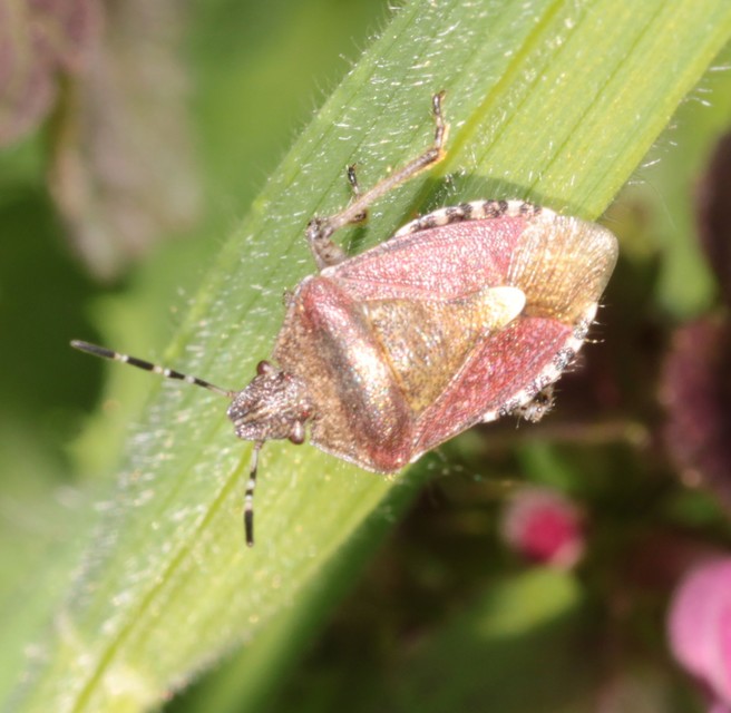 Dolycoris baccarum - közönséges bogyómászó-poloska Dolycoris baccarum - közönséges bogyómászó-poloska