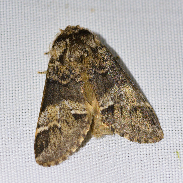 Drymonia dodonea - bélyeges púposszövő