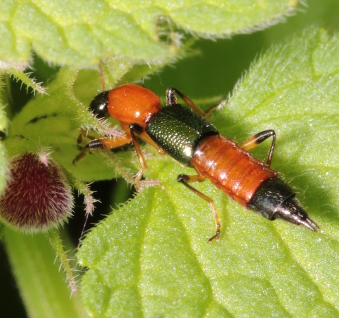 Paederus