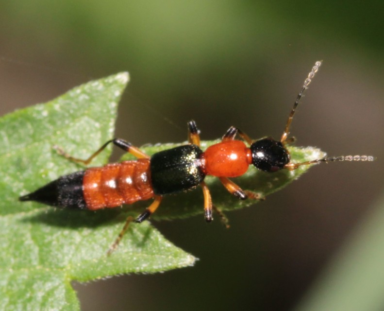 Paederus