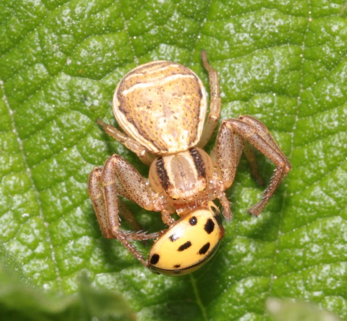 Xysticus ulmi - cserje-karolópók