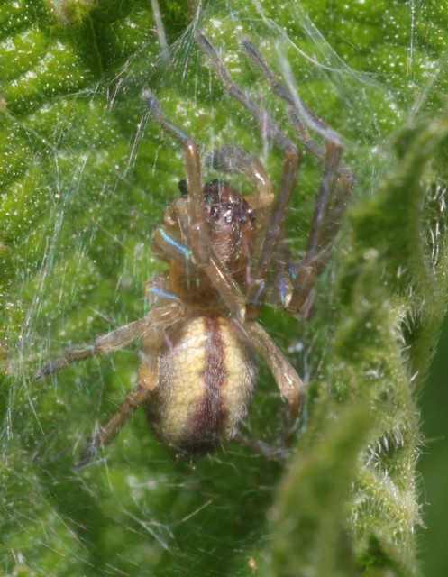 Cheiracanthium erraticum - csíkos dajkapók