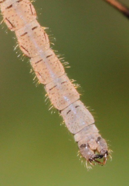 Limnophila pictipennis
