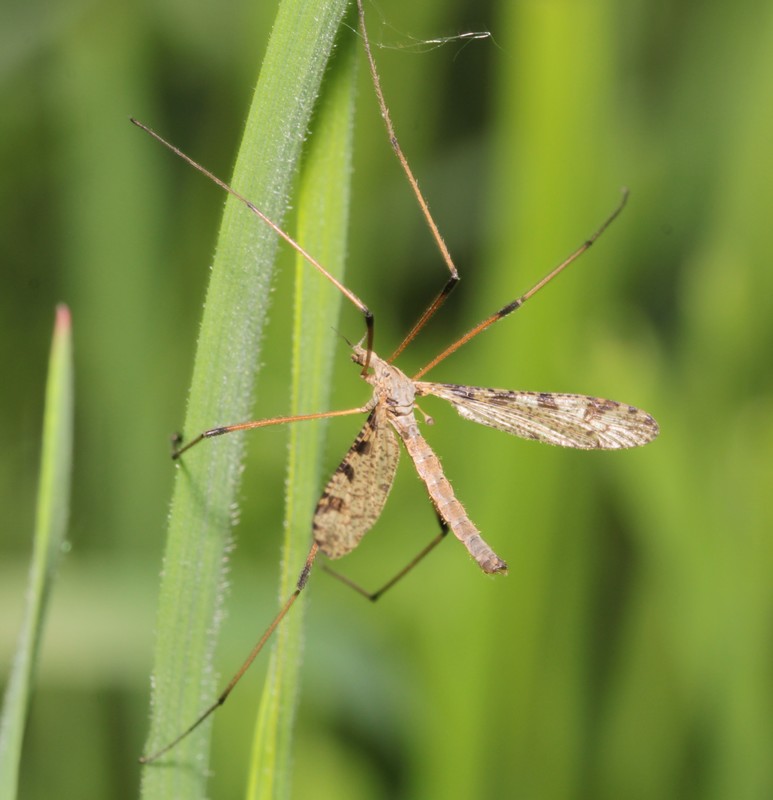 Limnophila pictipennis