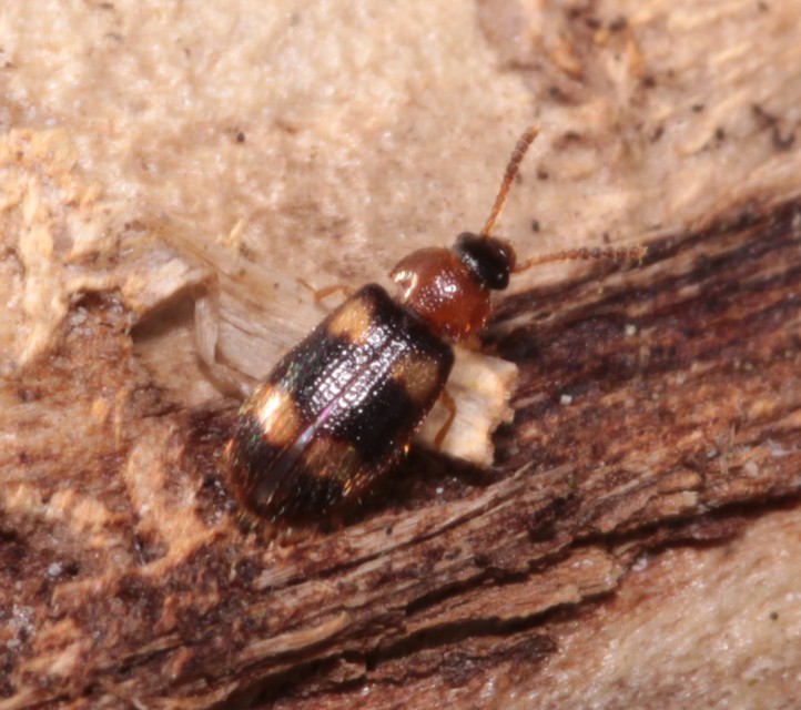 Mycetophagus fulvicollis - sárganyakú gombabogár