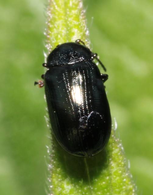 Phratora