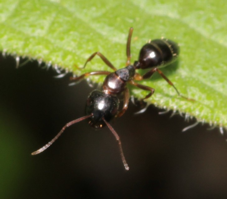 Camponotus fallax - ligeti lóhangya