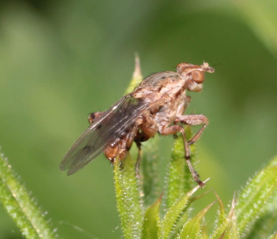 Salticella fasciata