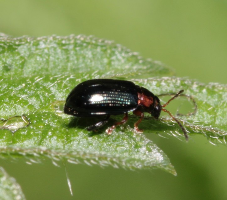 Crepidodera aurata - ékes fűz-földibolha