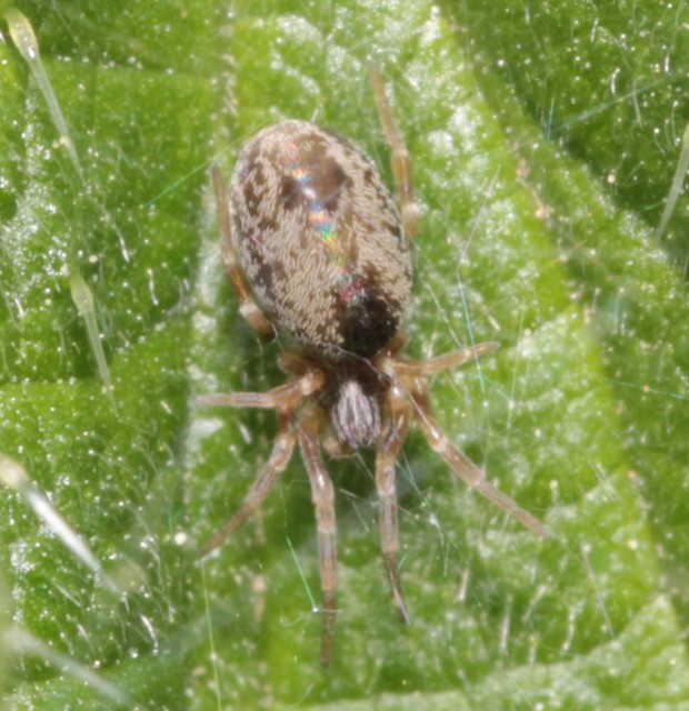 Dictyna