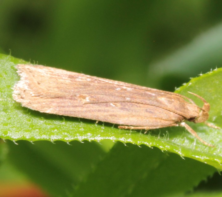 Helcystogramma triannulella - szuláksodró lápimoly