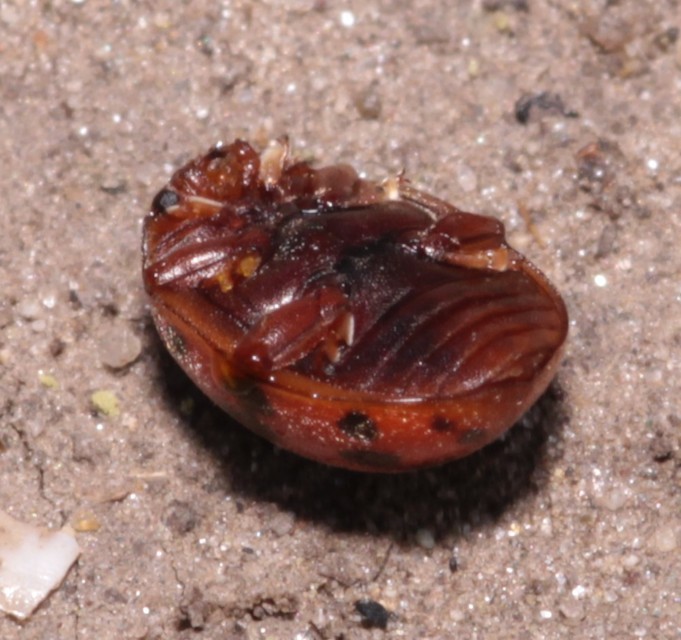 Subcoccinella vigintiquatuorpunctata - lucernaböde