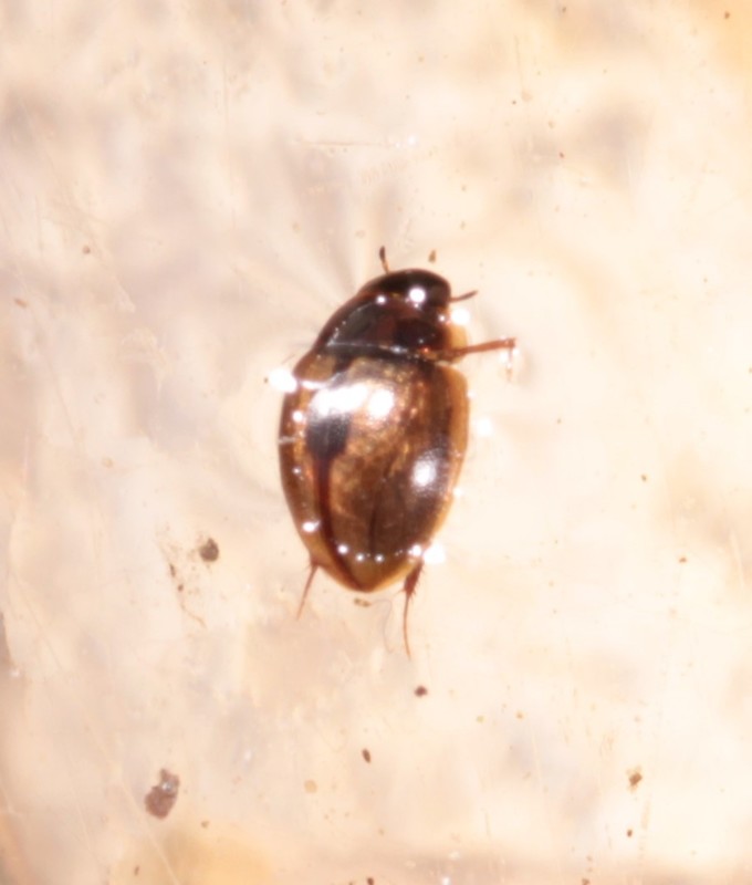 Anacaena limbata - gyakori kerekcsibor