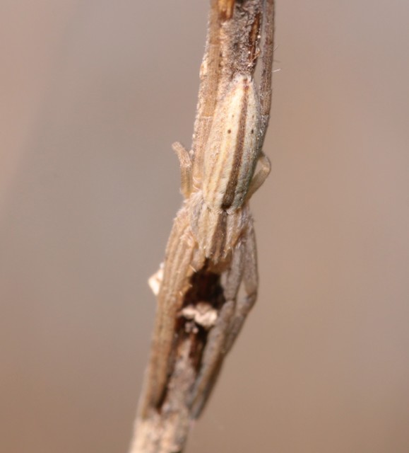 Tibellus