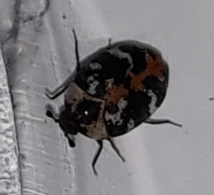 Anthrenus scrophulariae scrophulariae - északi nagy múzeumbogár