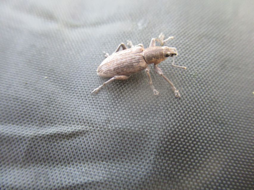 Tanymecus palliatus - közönséges hegyesfarúbarkó