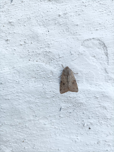 Orthosia incerta - változékony barkabagoly