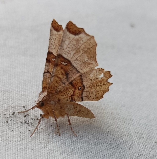 Selenia lunularia - egyfoltos holdasaraszoló