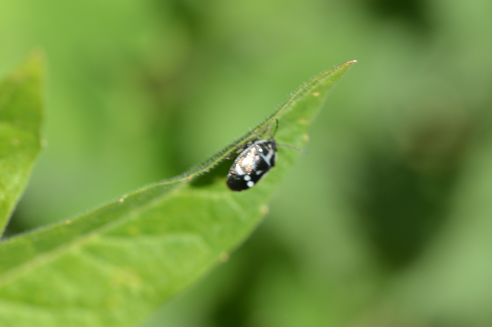 Eurydema oleracea - paréjpoloska Eurydema oleracea - paréjpoloska