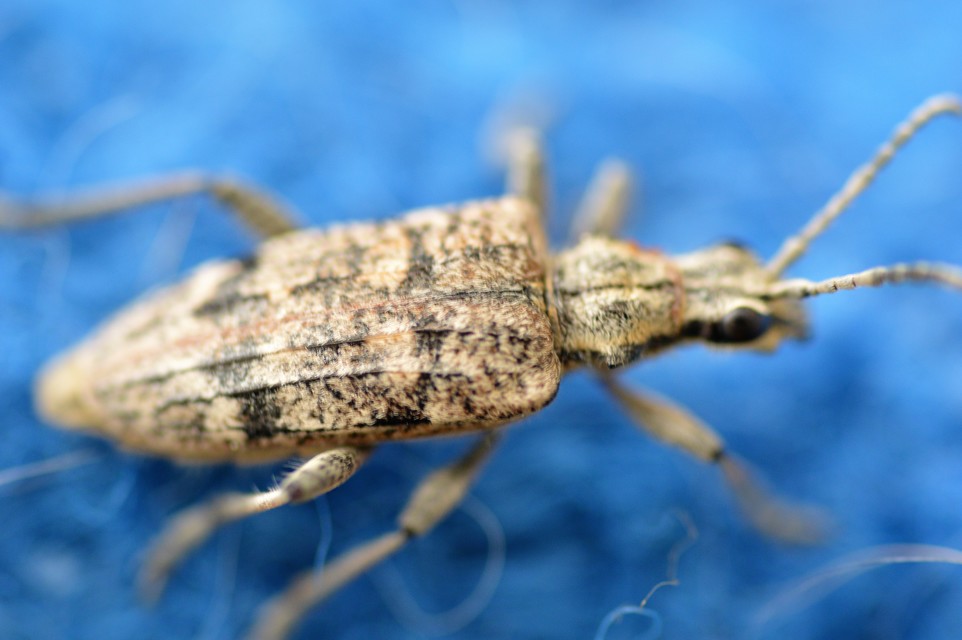 Rhagium inquisitor - fenyves-tövisescincér