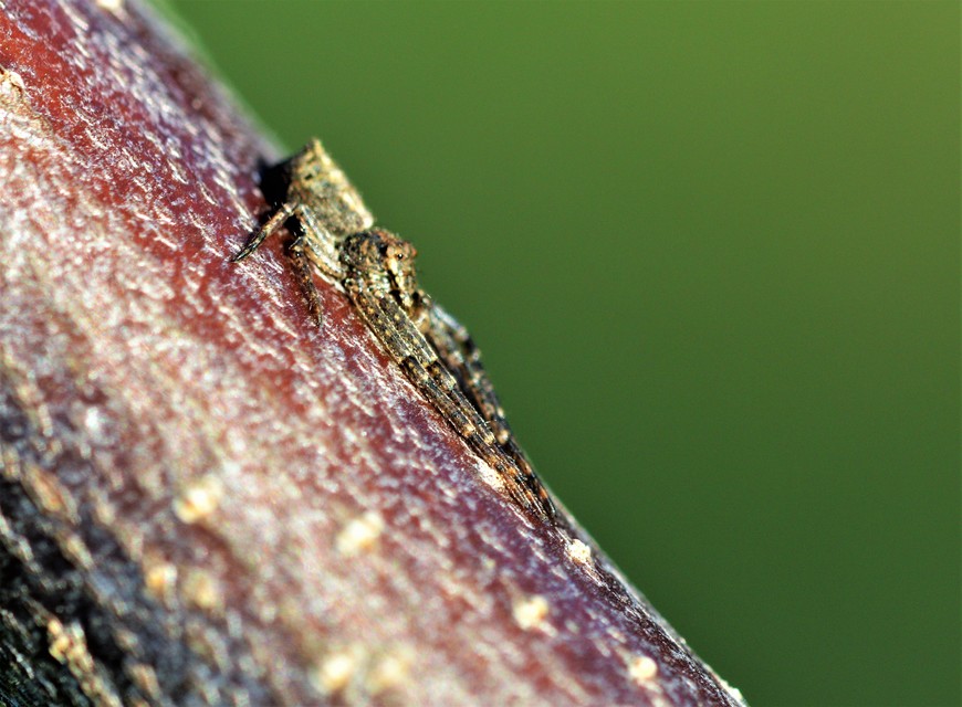 Tmarus piger/stellio