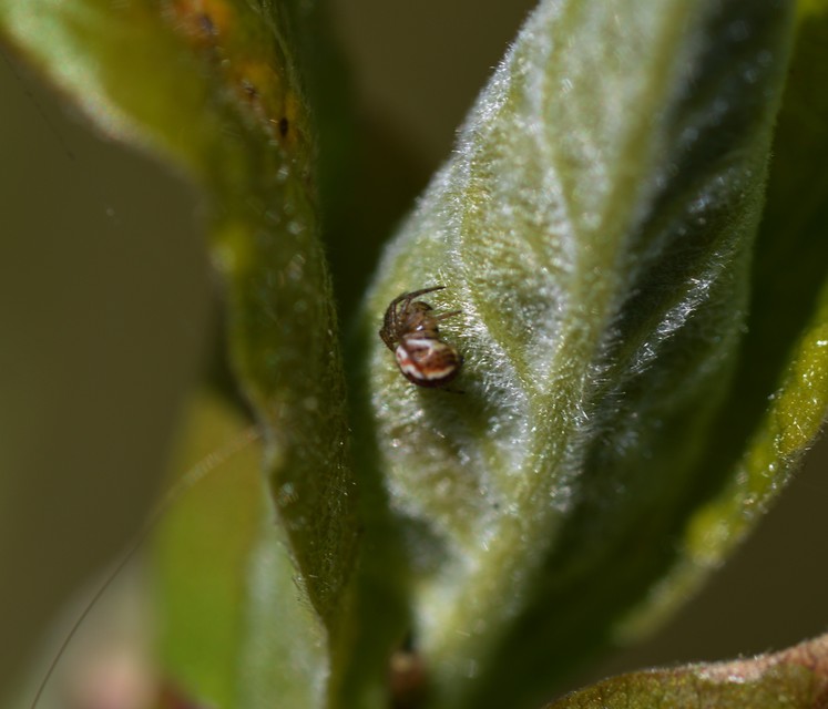Mangora acalypha - réti keresztespók